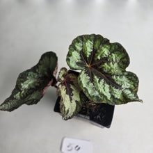 Load image into Gallery viewer, #54 Begonia Silver Legend