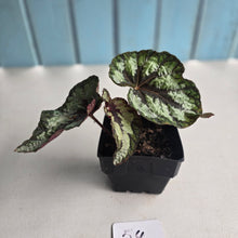 Load image into Gallery viewer, #54 Begonia Silver Legend