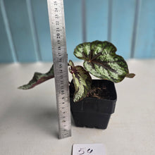 Load image into Gallery viewer, #54 Begonia Silver Legend