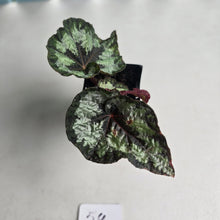 Load image into Gallery viewer, #54 Begonia Silver Legend