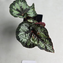 Load image into Gallery viewer, #54 Begonia Silver Legend