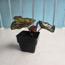 Load image into Gallery viewer, #54 Begonia Silver Legend