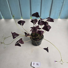 Load image into Gallery viewer, #B116 Oxalis Triangularis