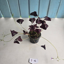Load image into Gallery viewer, #B116 Oxalis Triangularis