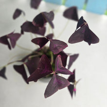 Load image into Gallery viewer, #B116 Oxalis Triangularis