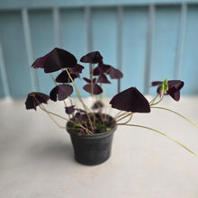 Load image into Gallery viewer, #B116 Oxalis Triangularis