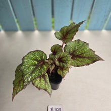 Load image into Gallery viewer, #B108 Begonia Arctic Snow