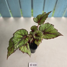 Load image into Gallery viewer, #B108 Begonia Arctic Snow