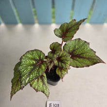 Load image into Gallery viewer, #B108 Begonia Arctic Snow