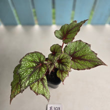 Load image into Gallery viewer, #B108 Begonia Arctic Snow
