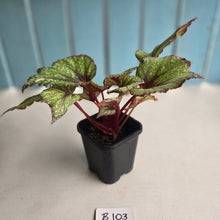 Load image into Gallery viewer, #B108 Begonia Arctic Snow