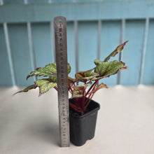 Load image into Gallery viewer, #B108 Begonia Arctic Snow