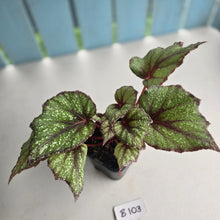 Load image into Gallery viewer, #B108 Begonia Arctic Snow