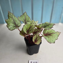 Load image into Gallery viewer, #B108 Begonia Arctic Snow