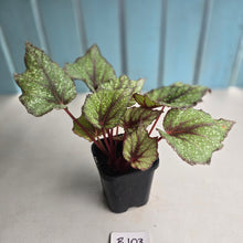 Load image into Gallery viewer, #B108 Begonia Arctic Snow