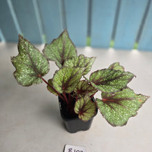 Load image into Gallery viewer, #B108 Begonia Arctic Snow