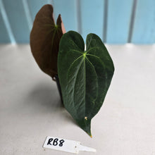 Load image into Gallery viewer, #RB8 Anthurium NOID - With Pup