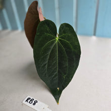 Load image into Gallery viewer, #RB8 Anthurium NOID - With Pup