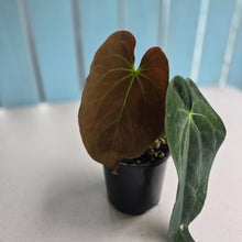 Load image into Gallery viewer, #RB8 Anthurium NOID - With Pup