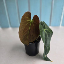 Load image into Gallery viewer, #RB8 Anthurium NOID - With Pup