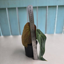 Load image into Gallery viewer, #RB8 Anthurium NOID - With Pup