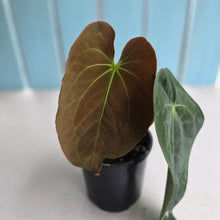 Load image into Gallery viewer, #RB8 Anthurium NOID - With Pup