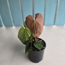 Load image into Gallery viewer, #RB8 Anthurium NOID - With Pup