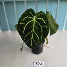 Load image into Gallery viewer, #RD43 Anthurium Crystallinum x - With Pup