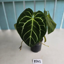 Load image into Gallery viewer, #RD43 Anthurium Crystallinum x - With Pup