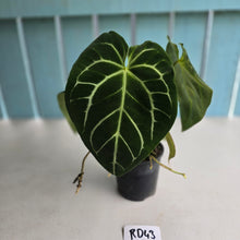 Load image into Gallery viewer, #RD43 Anthurium Crystallinum x - With Pup