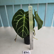 Load image into Gallery viewer, #RD43 Anthurium Crystallinum x - With Pup