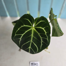 Load image into Gallery viewer, #RD43 Anthurium Crystallinum x - With Pup
