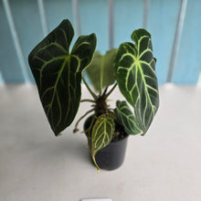 Load image into Gallery viewer, #RD43 Anthurium Crystallinum x - With Pup