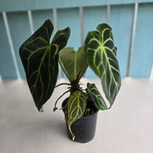 Load image into Gallery viewer, #RD43 Anthurium Crystallinum x - With Pup