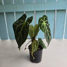 Load image into Gallery viewer, #RD43 Anthurium Crystallinum x - With Pup