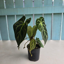 Load image into Gallery viewer, #RD43 Anthurium Crystallinum x - With Pup