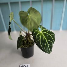 Load image into Gallery viewer, #RD43 Anthurium Crystallinum x - With Pup