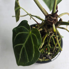 Load image into Gallery viewer, #RD43 Anthurium Crystallinum x - With Pup