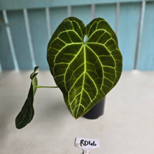 Load image into Gallery viewer, #RD46 Anthurium Crystallinum x - With Pup