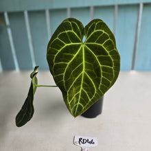 Load image into Gallery viewer, #RD46 Anthurium Crystallinum x - With Pup