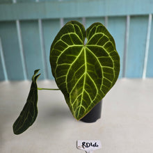 Load image into Gallery viewer, #RD46 Anthurium Crystallinum x - With Pup