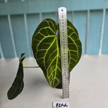 Load image into Gallery viewer, #RD46 Anthurium Crystallinum x - With Pup