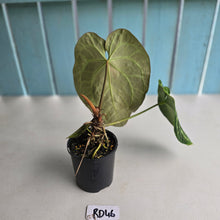 Load image into Gallery viewer, #RD46 Anthurium Crystallinum x - With Pup