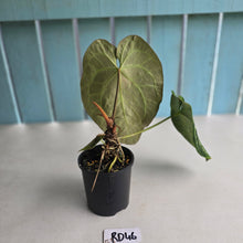 Load image into Gallery viewer, #RD46 Anthurium Crystallinum x - With Pup