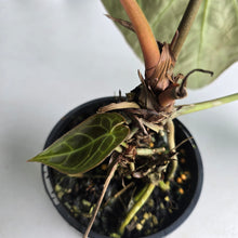 Load image into Gallery viewer, #RD46 Anthurium Crystallinum x - With Pup