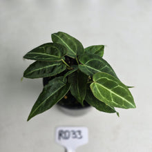 Load image into Gallery viewer, #RD33 Clumping Anthurium NOID