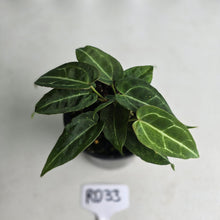 Load image into Gallery viewer, #RD33 Clumping Anthurium NOID