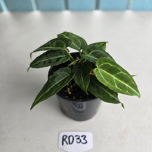 Load image into Gallery viewer, #RD33 Clumping Anthurium NOID