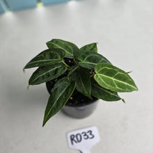 Load image into Gallery viewer, #RD33 Clumping Anthurium NOID