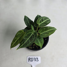 Load image into Gallery viewer, #RD33 Clumping Anthurium NOID